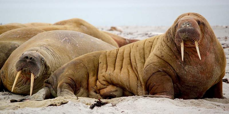 阿萨卢耶渔业现代化：探寻波斯湾传统捕捞与可持续水产养殖的和谐共生之路