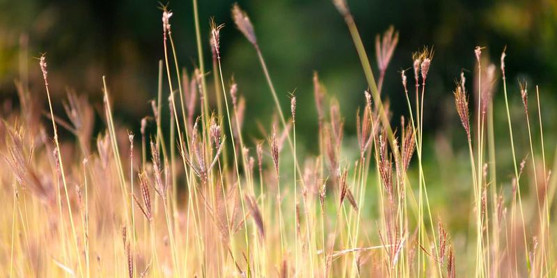 阿萨卢耶能源工业与环境保护：探访波斯湾生态保护区的可持续发展之路
